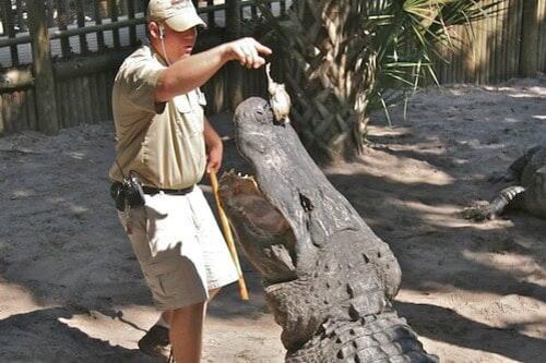 What Happens If an Alligator Crosses Paths With a Human - NewsBreak