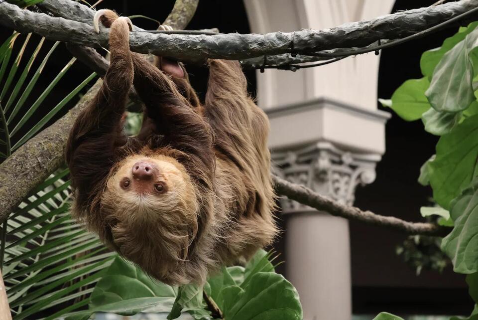 Saint Louis Zoo unveils renovated rainforest habitat for sloths - NewsBreak