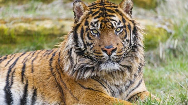 The Wild Truth About Animal Friends in Animated Films