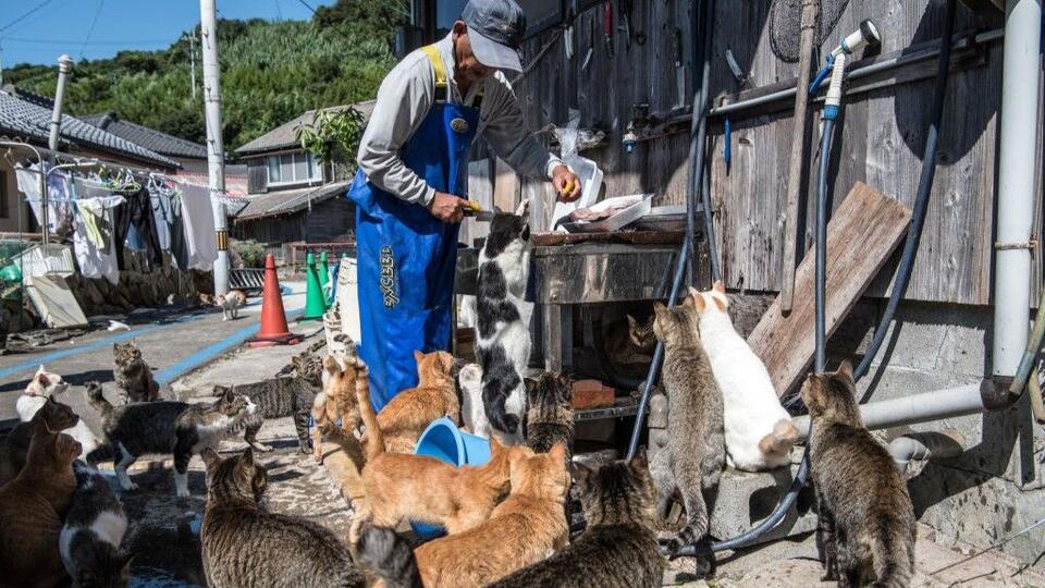 Aoshima: Japan's tiny 'Cat Island' where felines hugely outnumber ...