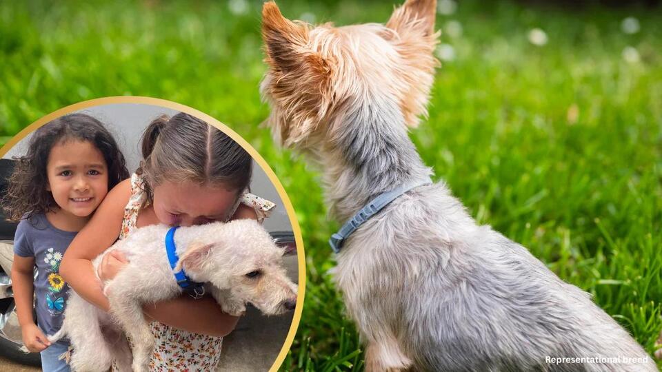 Tears of Joy As Little Girls Reunite with Their Lost Dog After Two ...