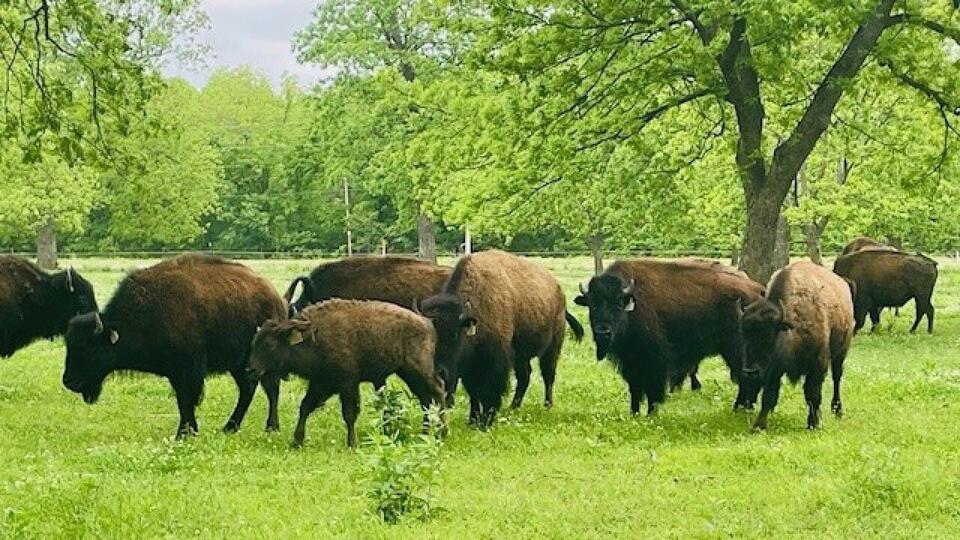 Bison ranch fights to preserve a nearly extinct American icon - NewsBreak