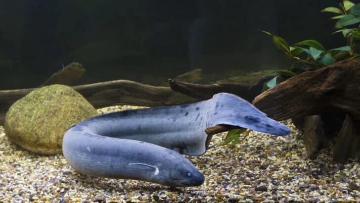 The Fish That Can Survive on Land for Days