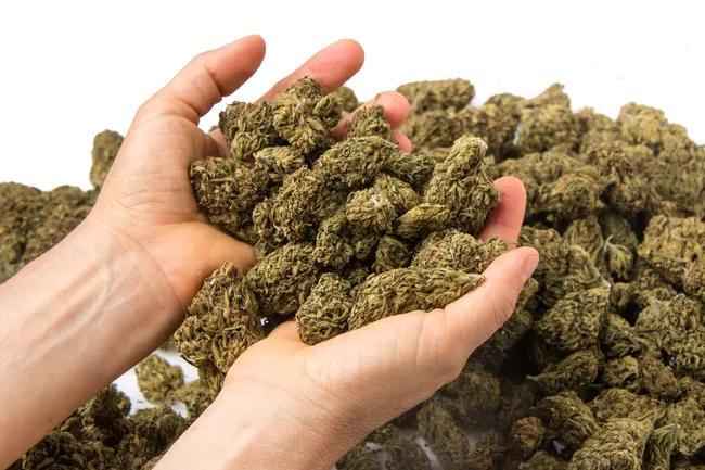 Florida Recreational Marijuana Amendment Falls Short For 2026 Ballot ...