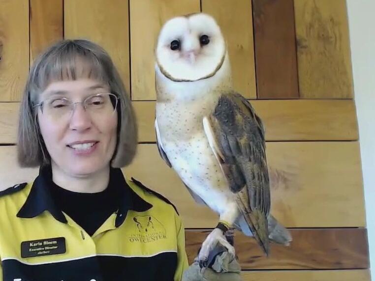 International Festival of Owls this weekend in MN