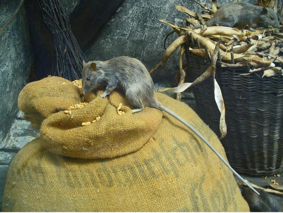 Rats! Central Oregon Hosts an Autumn Uptick in Cohabitating Vermin ...