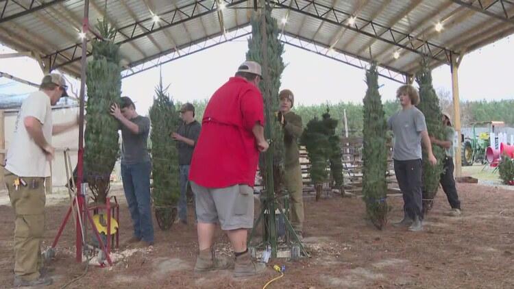 Local Christmas tree farms gearing up for holidays - NewsBreak