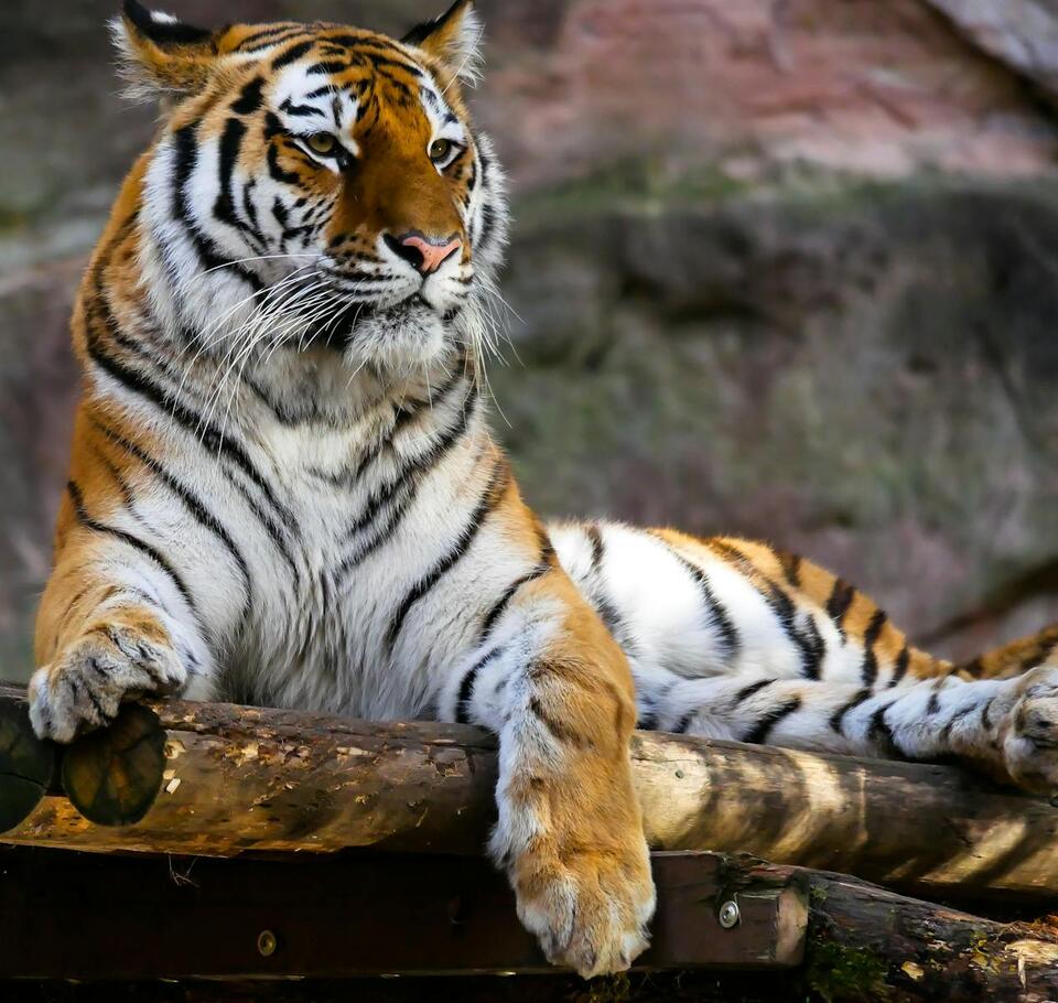 10 Must-Watch Documentaries About Big Cats - NewsBreak