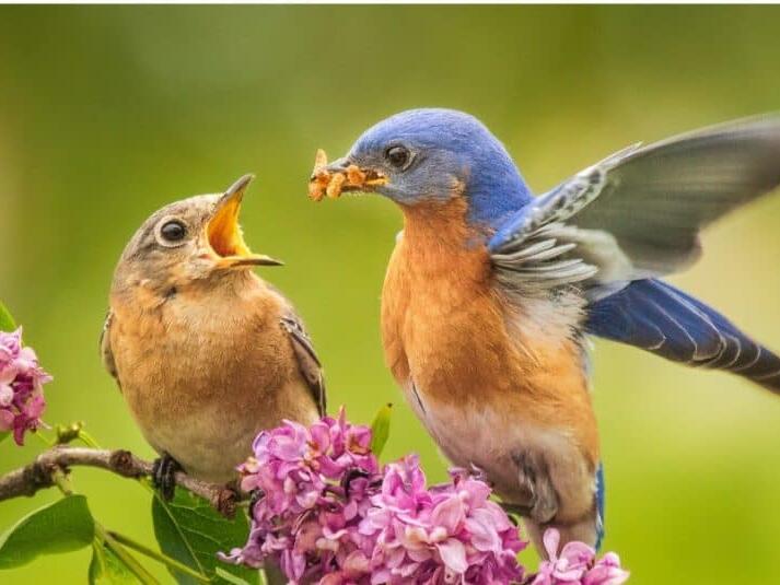 7 Plants That Attract Beautiful Bluebirds to Your Yard