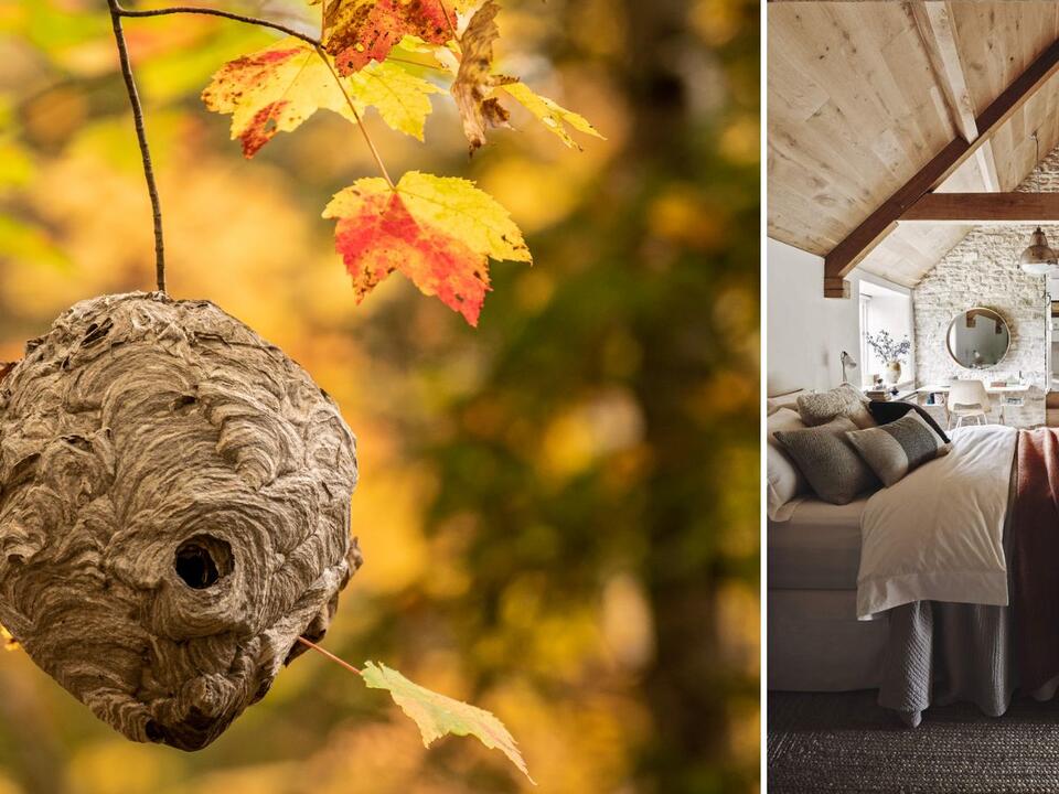 How to get rid of hornets in your home – humane and safe ways to deter