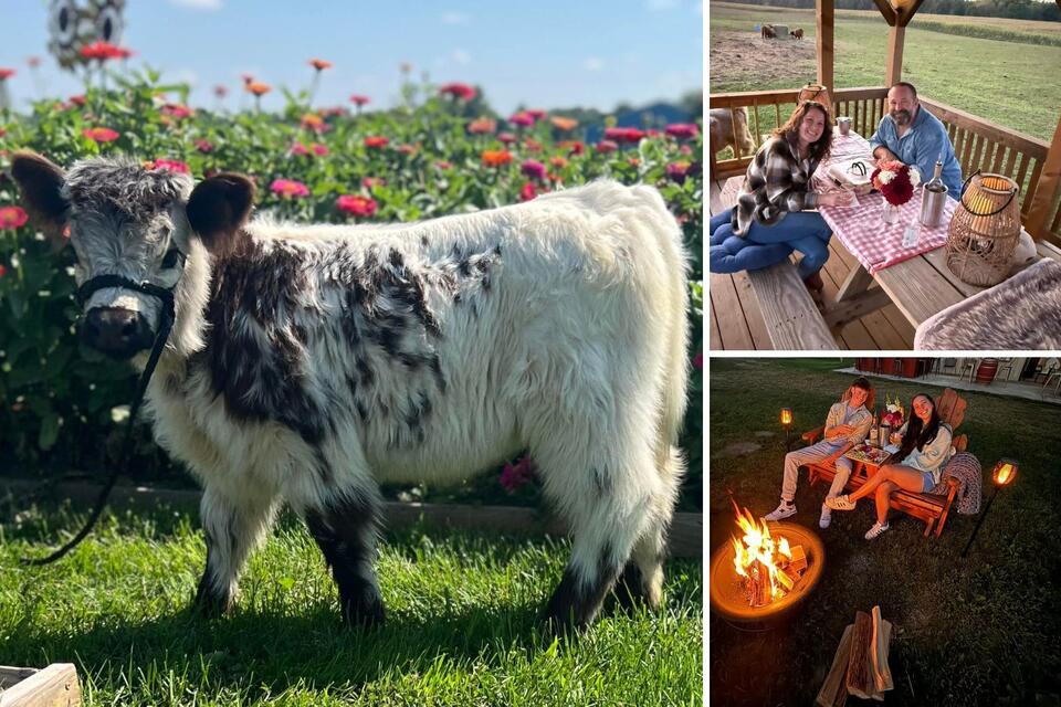 You Can Spend Date Night With Mini Highland Cows in West Michigan ...