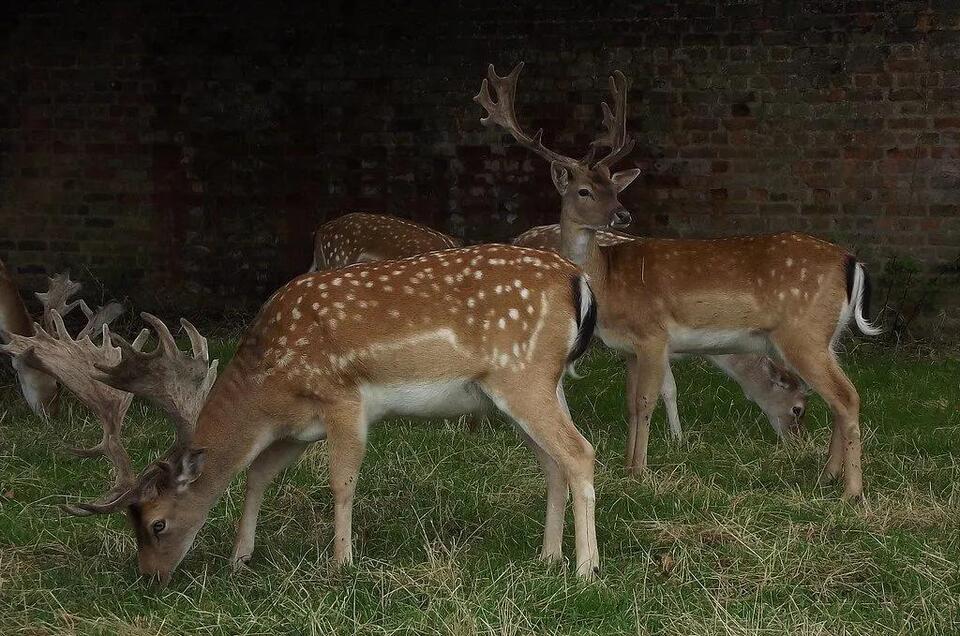 Deer Collision Liability Laws in Kentucky: Who Pays, Who Is at Fault ...