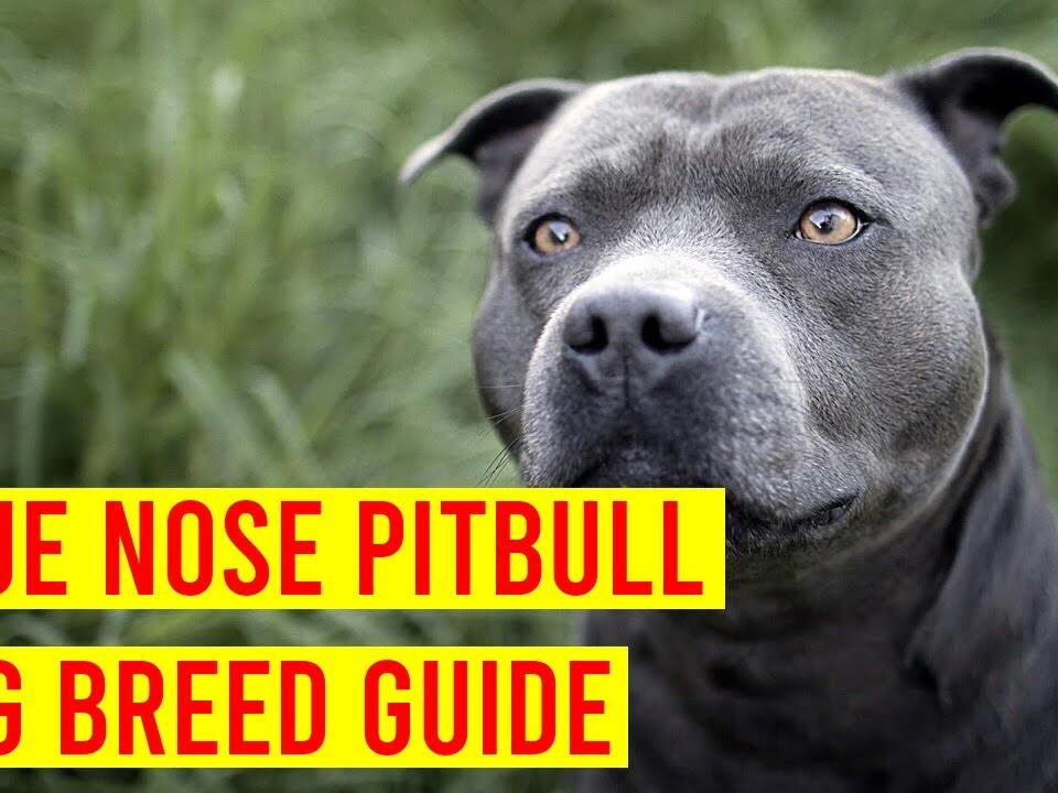 This Video Is About The Blue Nose Pitbull Dog Breed Amazing Dogs