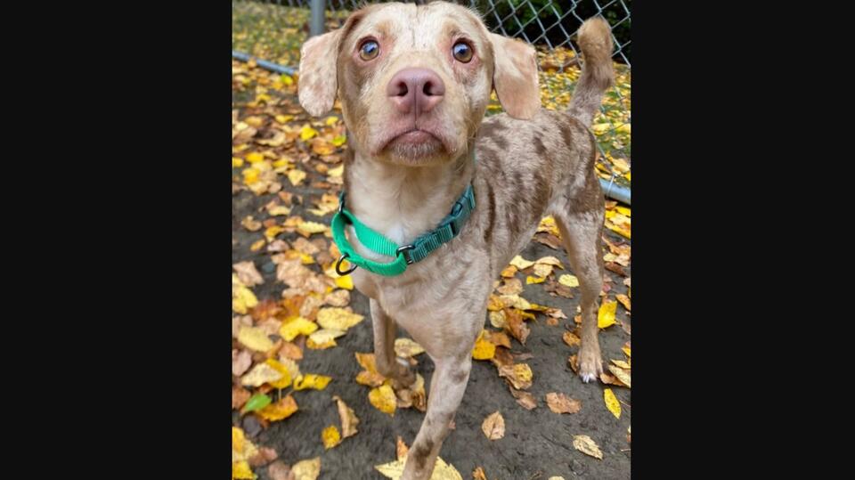Pip the Scared Little Dog With a Big Heart Is Waiting for His Safe ...