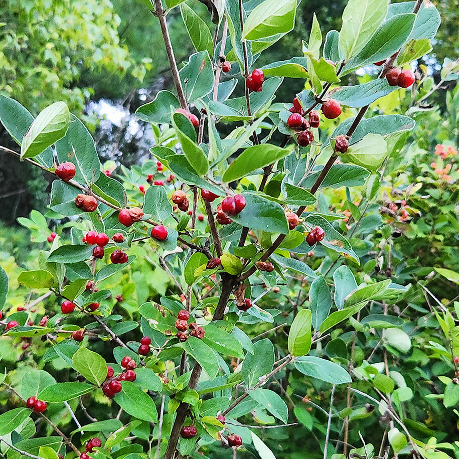 Plants to look out for and remove