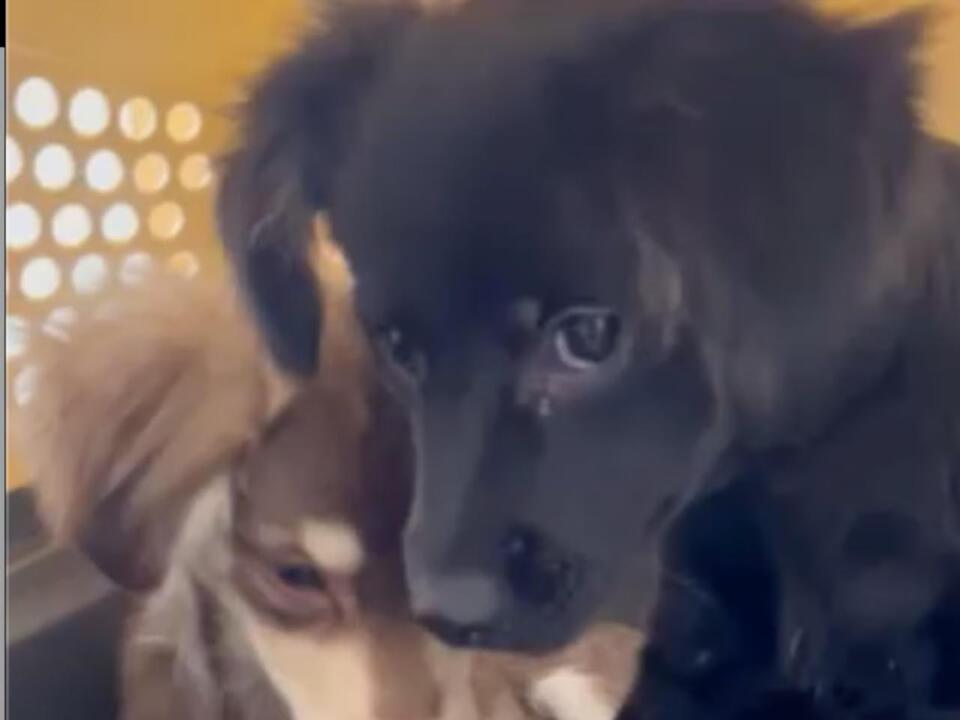 Puppies dumped in trash can in Pa. had to be euthanized police