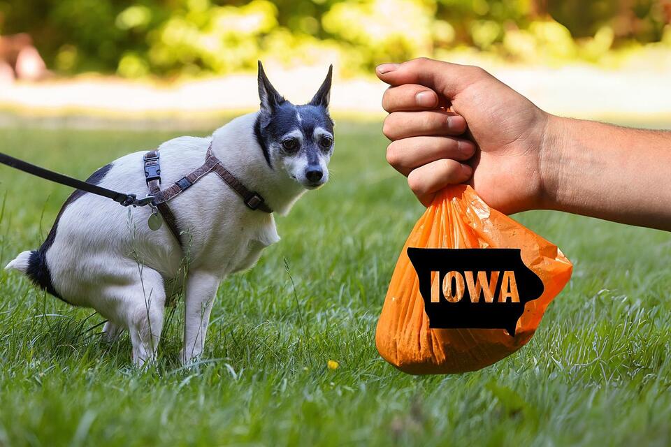 Snow Is Gone, Iowa Dog Owners Need To Scoop The Poop - NewsBreak