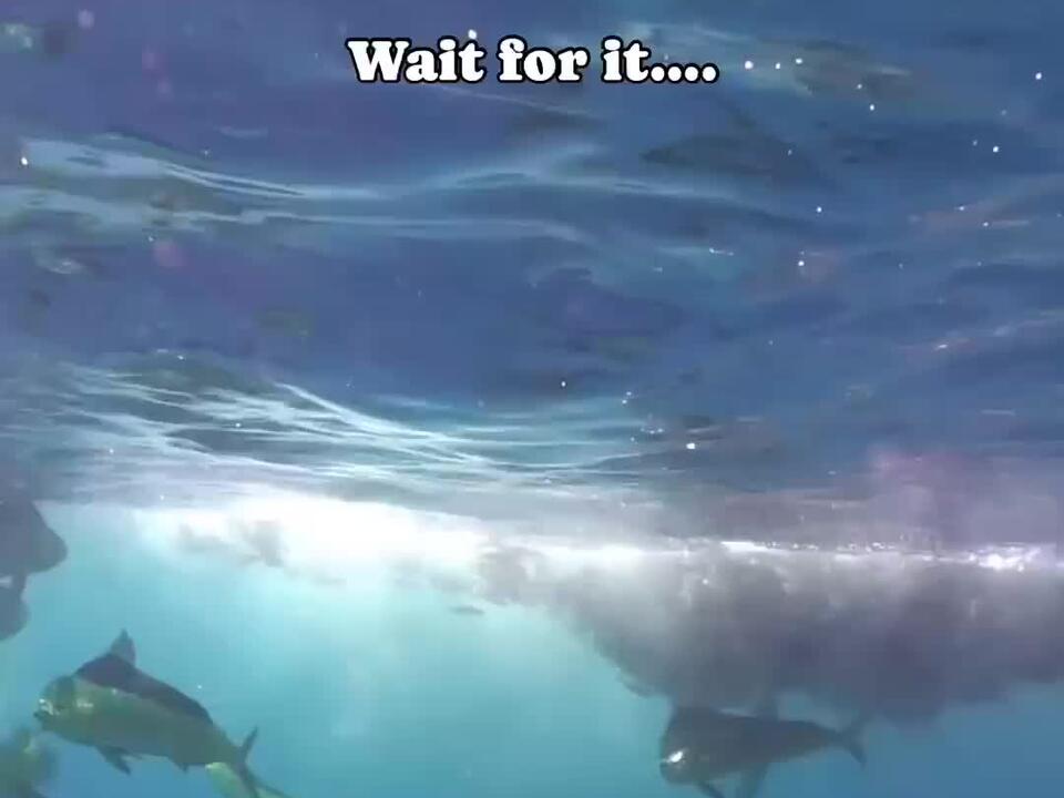 Two of the most amazing things I’ve ever seen offshore today! Dolphin GreatWhite Shark 