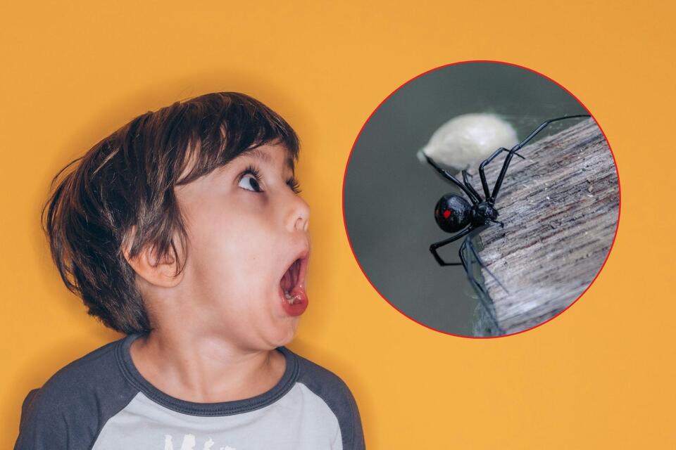 Western Black Widow: The Only Venomous Spider In Montana's Homes