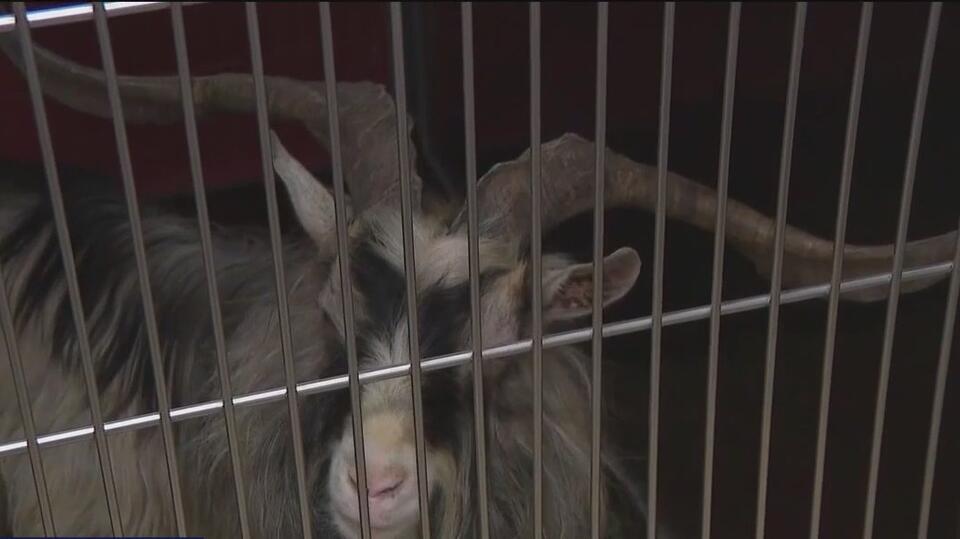 Animals seized from Milwaukee home; man charged again after conviction ...