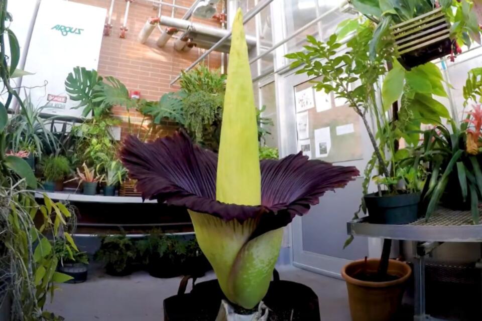 The Corpse Flower, the Rotten Flesh Scented Plant, Makes Surprise ...