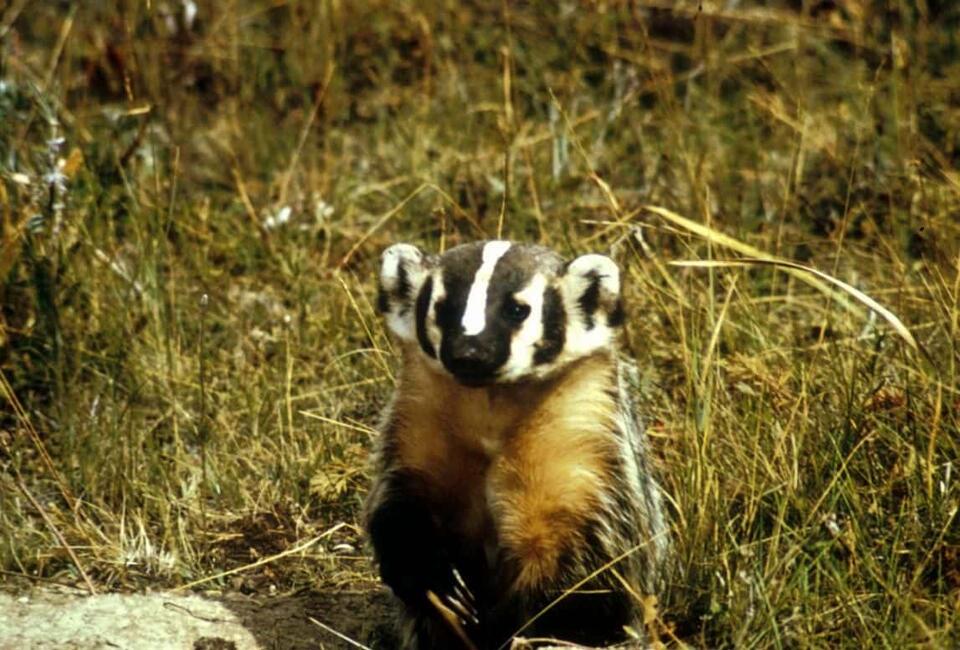 Wisconsin’s State Animal Explained: The Story of the Badger - NewsBreak