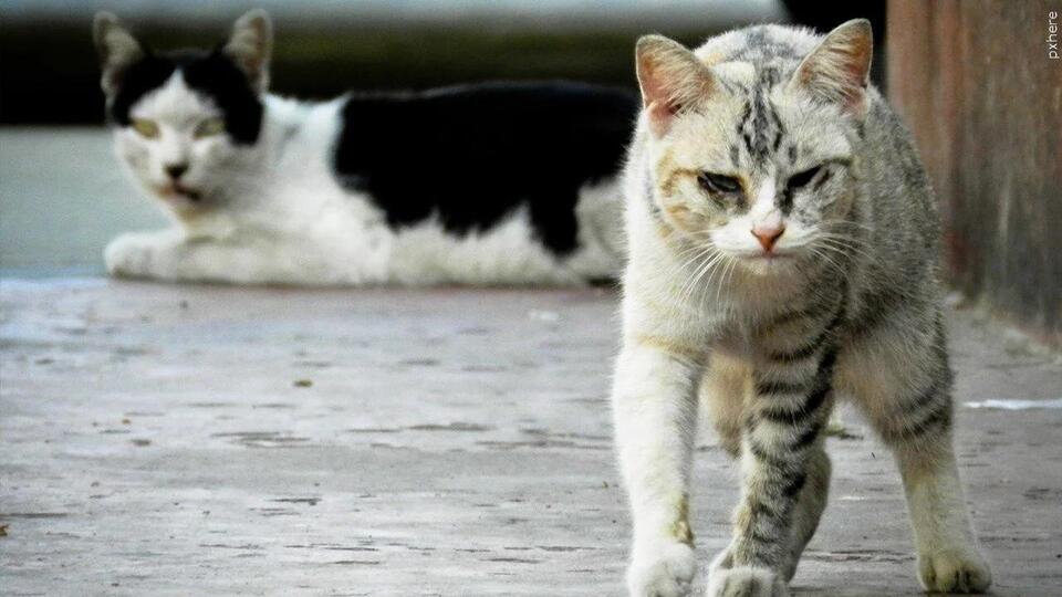 Rabies confirmed in feral cat colony in Church Hill - NewsBreak