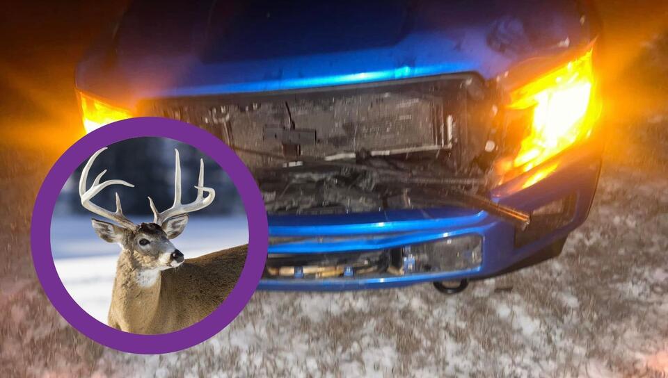 The Danger Of Deer Collisions: Where ND Ranks in 2026 - NewsBreak