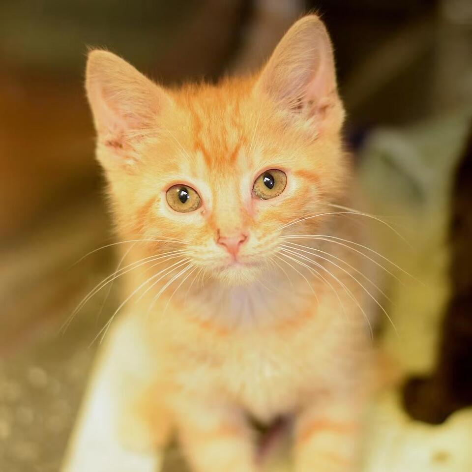 🐱 Playful Kittens Ready for Adoption in Belleville, IL - NewsBreak