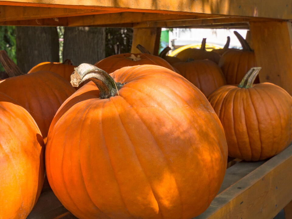 How to store pumpkins 5 important steps to ensure they keep for as