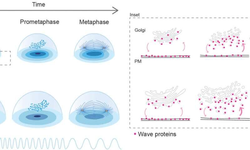 Traveling protein waves reveal how dividing cells set chromosome-splitting spindle size