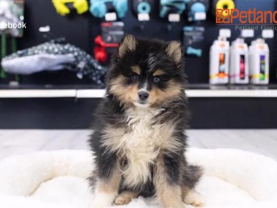 Petland | NewsBreak