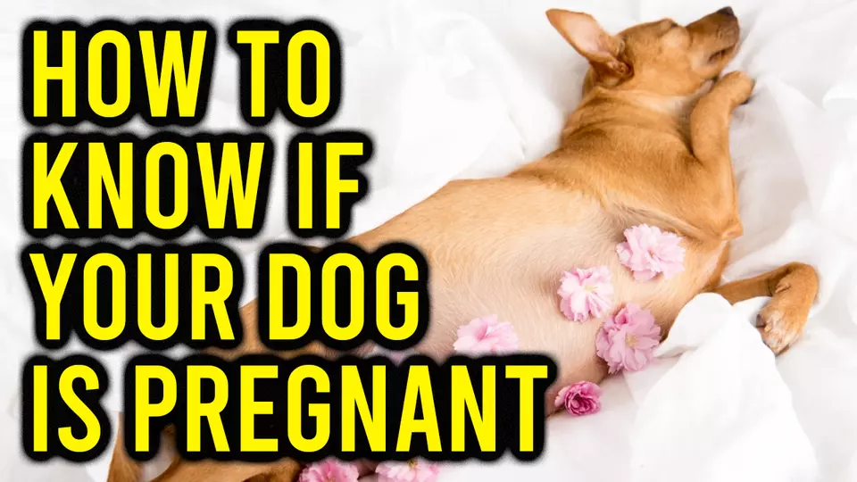 Does Your Dog Know If You Are Pregnant