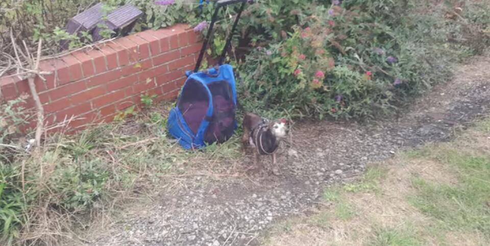 Cat stuffed in backpack with senior Jack Russell tethered to it ...