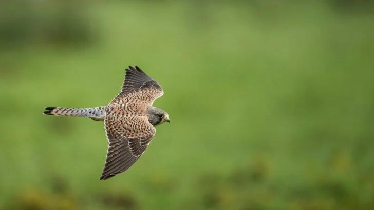 Hawk Snatches Puppy in Broad-Daylight Backyard Ambush - NewsBreak