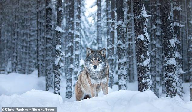 stunning-wildlife-photos-taken-by-chris-packham-over-the-last-15-years