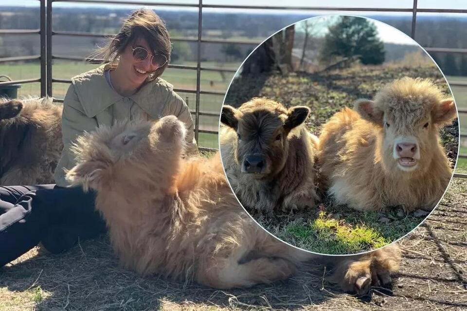 How To Cuddle Mini Highland Cows in Oklahoma - NewsBreak