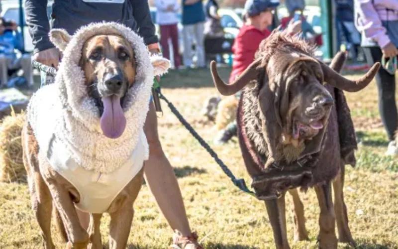 Tryon Riding and Hunt Club’s 92nd Annual Any & All Dog Show set for Nov ...