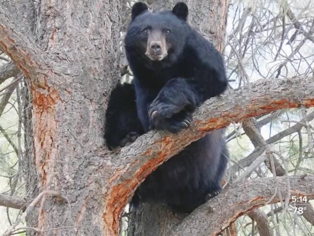 Bear euthanized after attacking angler in Jefferson County