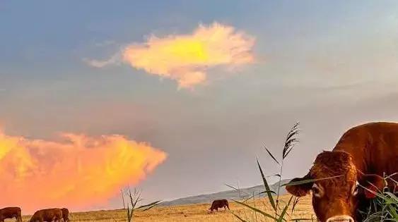 The colorful world of salt blocks explained - NewsBreak