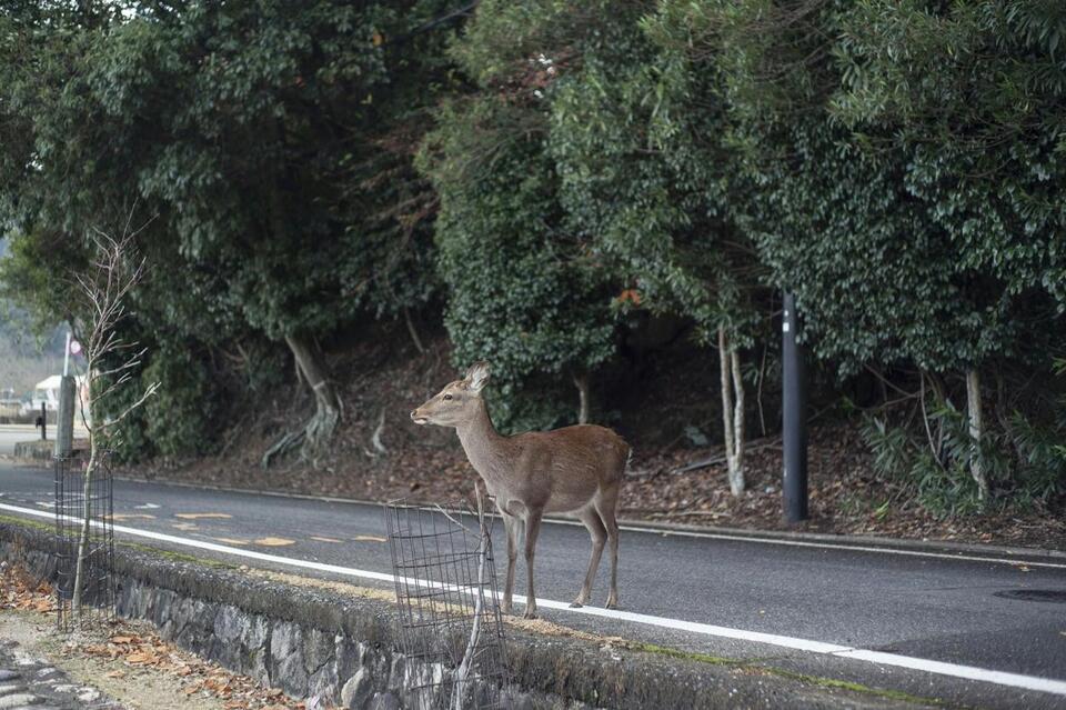 Can You Pick Up A Dead Deer From The Side of Road in Louisiana - NewsBreak