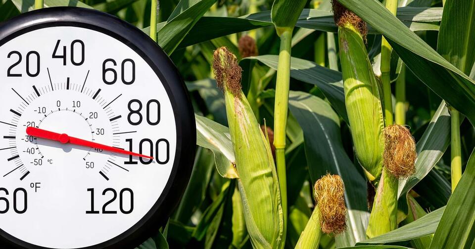 Crop progress: Heat wilts corn, soybean condition