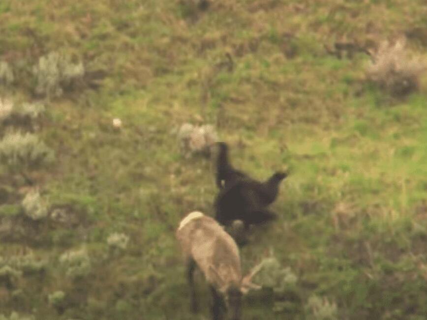 Grizzly Bear Flips End Over End Chasing An Elk