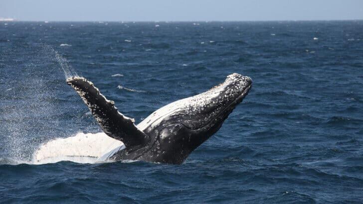 The Best States for Watching Humpback Whales Breach - NewsBreak