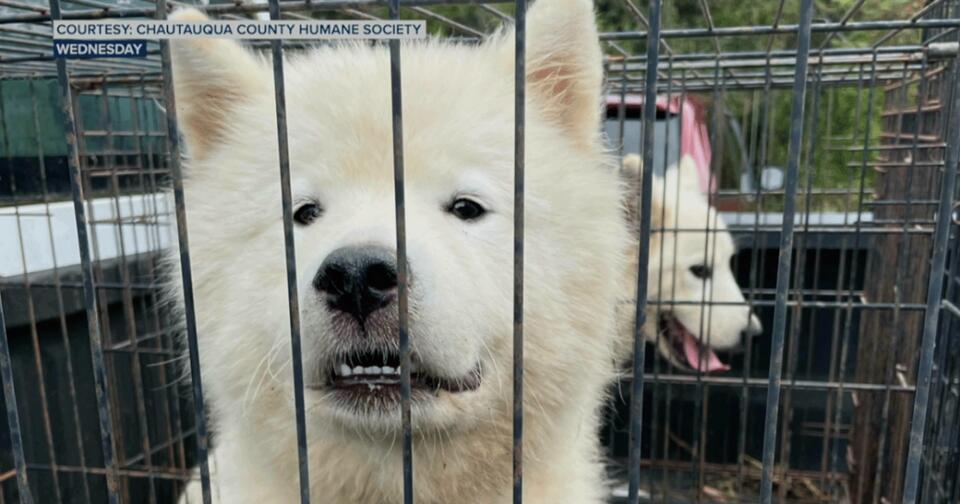 Authorities say Chautauqua County dog breeder was overwhelmed, poisoned ...