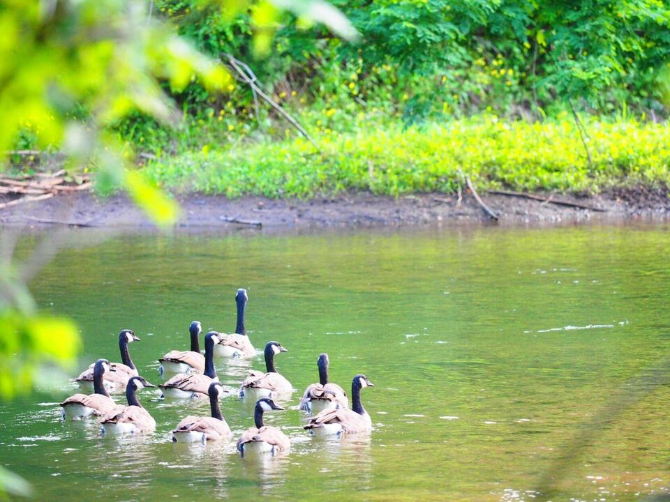 Oriskany Creek Study Released What Are the Strategies to Prevent Flooding?