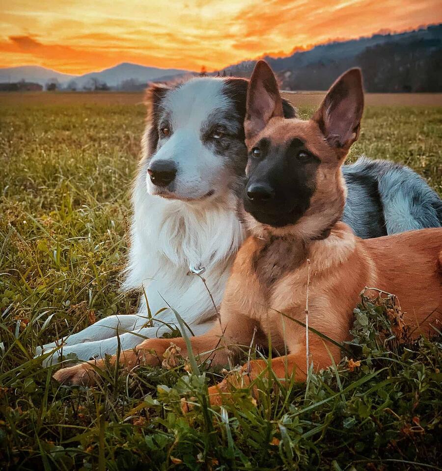 Belgian Malinois Colors: Rarest to Most Common - NewsBreak