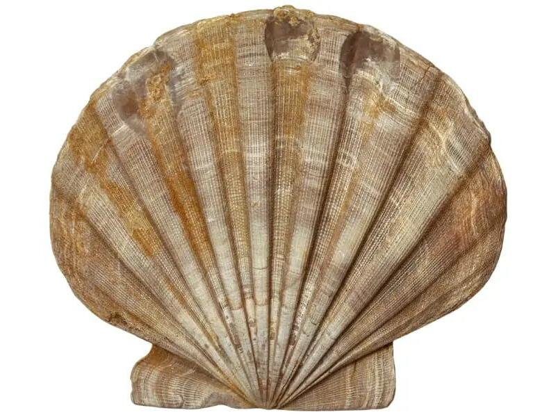 The 33 Amazing Places To Find Fossils in Virginia in 2024