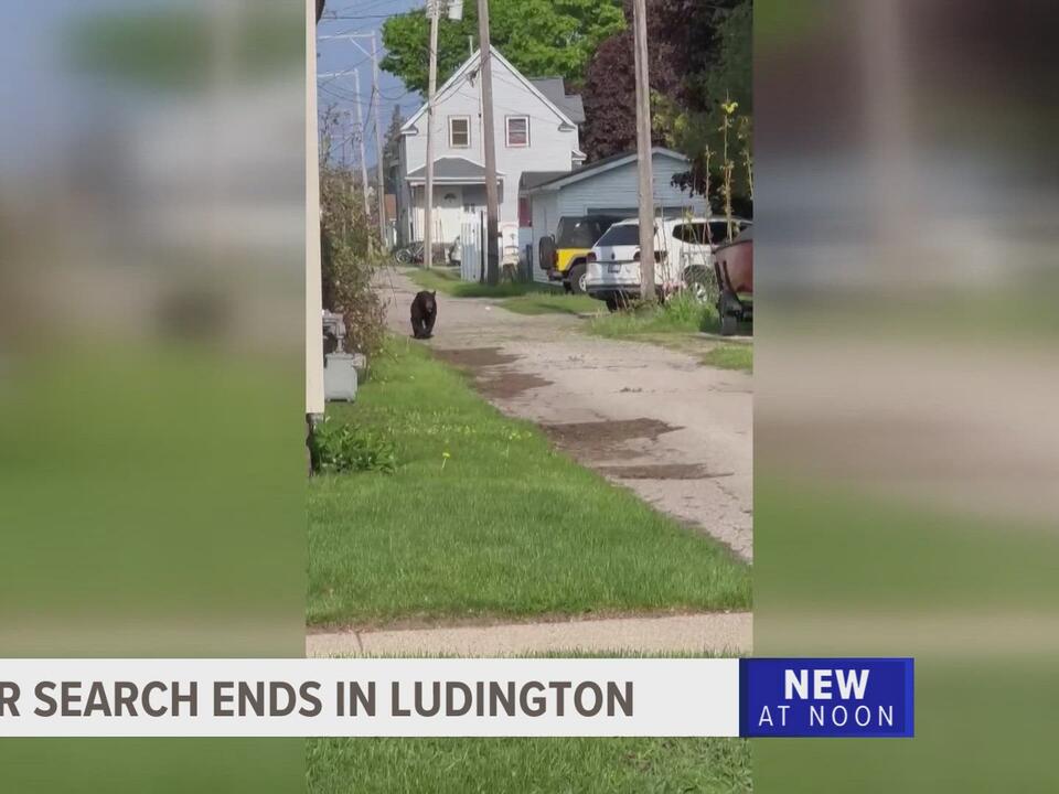 Hey there, bear! Black bear spotted meandering through Ludington