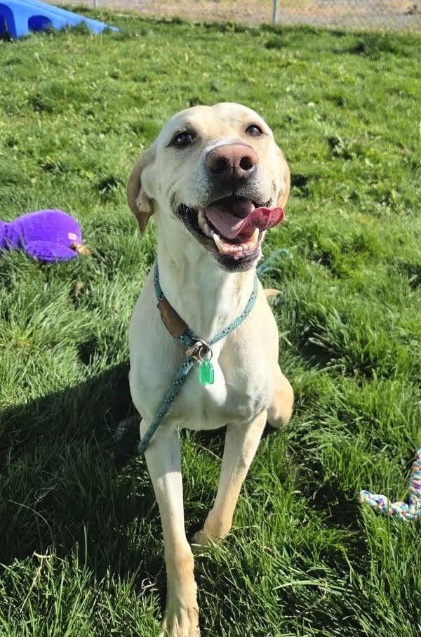 🐶 Playful & Unique Dogs Ready for Adoption in Pocatello - NewsBreak